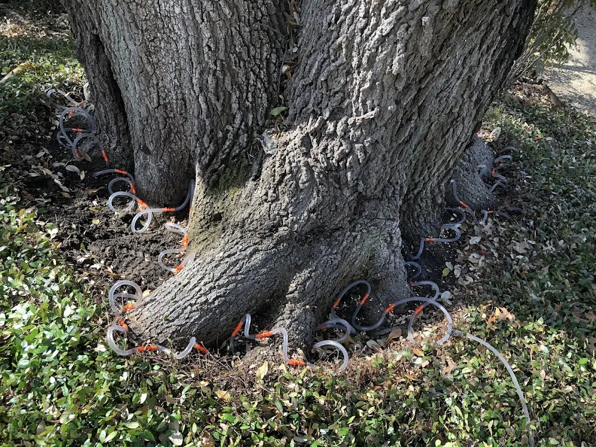 Detailed Shrub and Hedge Trimming job site in Driscoll