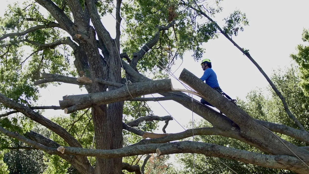 Professional Crown Thinning performed by certified arborists in Driscoll